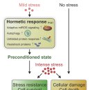 Re:When less is more: hormesis against stress and disease 이미지