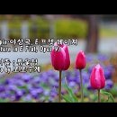 새로운 생명ㅡ사랑의 기쁨~튤립 /photo by 모모수계 이미지