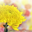 국화한신 이미지