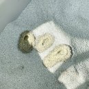 하나리사이클링 | 고로롱 리사이클링 캣닢 모래 | 고양이와 지구를 위한 이야기 꼼냥