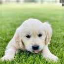 초이스외과동물병원 이미지