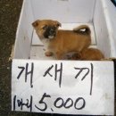 모란시장 이미지