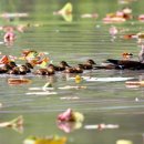 황새가족과 황새알 이미지