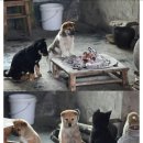 따뜻하개 이미지