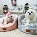 라움펫 이미지