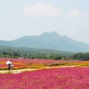 경남 가볼만한곳 창원 대산플라워랜드 천일홍 개화 핑크뮬리 국화 개화시기 이미지