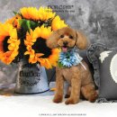 도토리펫샵 이미지