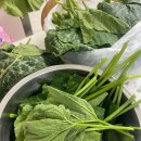 별미밥상 - 송파구 | [🌱 건강 집반찬 추천] 영양가득 한식별미 ❤️ 산지직송 시골밥상 식재료✨, 푸담 호박잎 후기❕(✅ 호박잎찜)