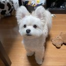퍼피데이즈강아지분양김포