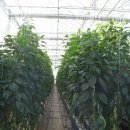 고모농장 이미지