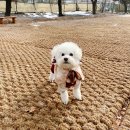 남양주 애견카페, 애원 카페 후기..