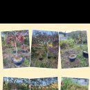 소매농장 이미지