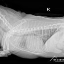 제주24시숨동물의료센터 이미지
