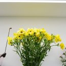 꽃과나무김정희플라워 | 남양주 대형 화원 미스플라워 방문기 🌸 드라코·고무나무 화분 구매 후기
