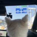 허브애견 | 아이랑 갈만한곳 포천 허브아일랜드 애견동반 후기