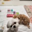 (주)협성펫 | 반려동물 용품 리뷰는 못믿어(샴푸편)