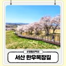 (주)웰빙 | 서산 한우목장 벚꽃 웰빙산책로 4월 7일 실시간 상황 이번 주 만개할 듯