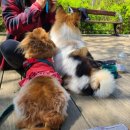 임실유전자센타 | 강아지 관절영양제💙 통증, 염증 완화에 좋은사사견견 조아지개 추천해요