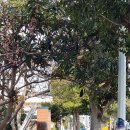 효돈동-4 이미지