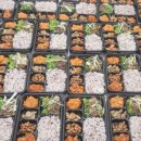 묘장초등학교 이미지