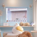 내서읍527 | 창원 애견동반카페 무병짱수 강아지와 함께 편하게 벚꽃볼 수 있는 곳