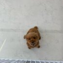 댕포유 | 원주 애견미용 댕포유 후기