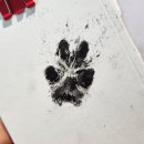 종로-신교-종로-신-176 | [W.6] 웨딩밴드 투어 / 아크레도 신세계백화점 강남점 계약후기 (강아지 발도장)