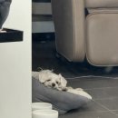 김쪼꼬미용실 이미지