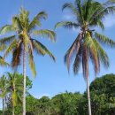 화전민촌 이미지