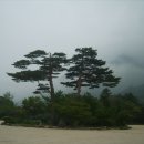 장수생약
