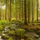 나무와숲한의원 이미지