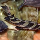 강구상회 이미지