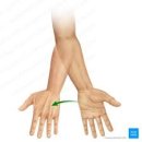 이안피티 이미지