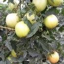 순애농장 이미지