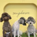 송단이네 반려견미용실 이미지