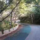 청량산 임도2 이미지