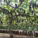 희성농장 이미지