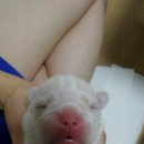 포포모모 이미지
