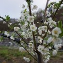 산모랭이풀내음 이미지