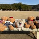 애견천국 | 울산 개들랜드 넓은 운동장 애견카페 후기 강아지 천국