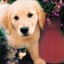 이쁜멍멍이 이미지