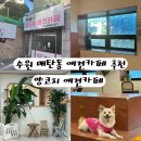 양코치 애견카페 | 수원 영통,매탄동 애견카페 추천 쾌적한 실내애견카페 양코치 애견카페