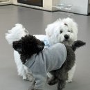 요리조리유치원 이미지