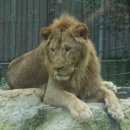 이건사자 이미지