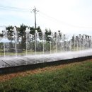 경포블루비치 이미지