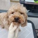 휴 애견미용 이미지