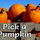 Pick a Pumpkin 이미지