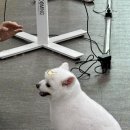 유지네 애견미용샵 이미지