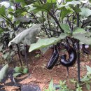 미예뜰유치원 이미지