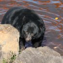 제주달곰 이미지